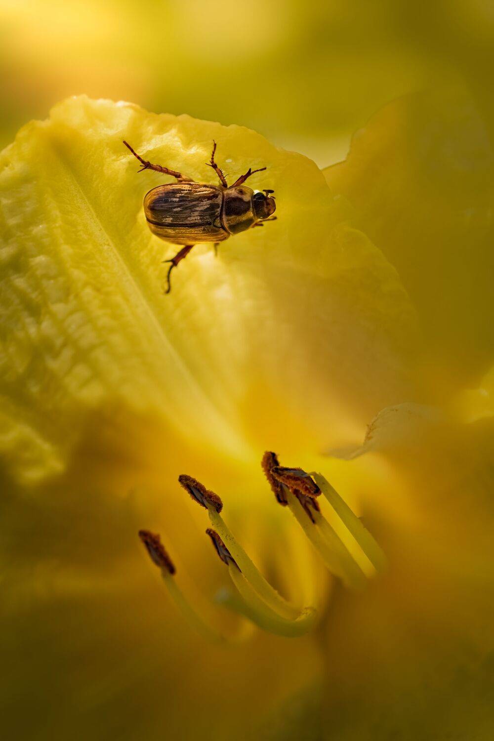 beetle, insect, fall, autumn, stink bug, macro, leaves, season, seasons, camouflage, camouflaged, flower, floral, petals, sunrise, Atul Saluja