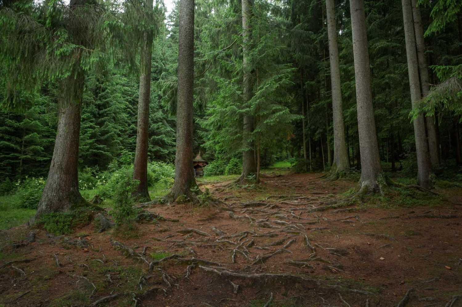 , Евневич Сергей