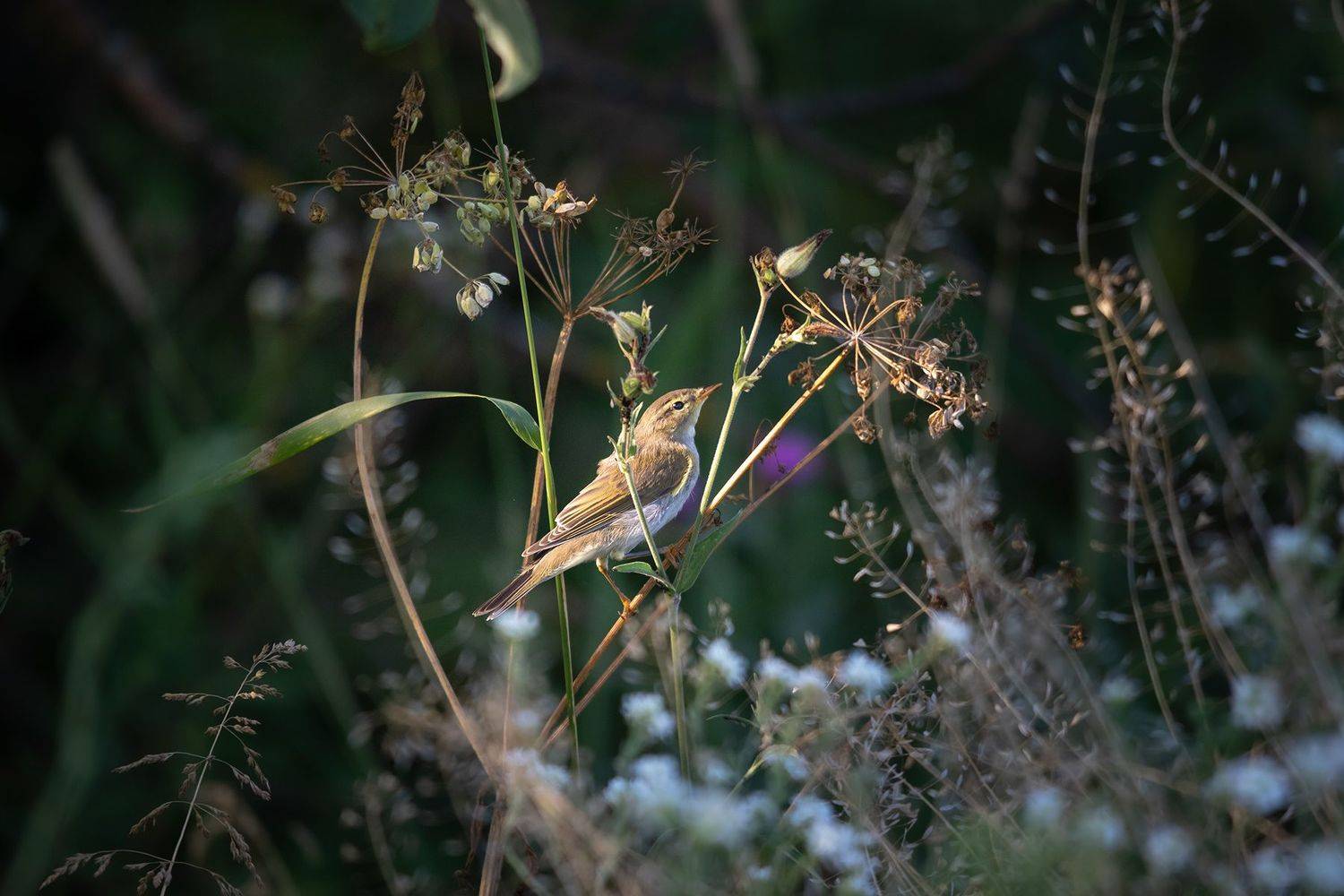 , Чудинин Дмитрий