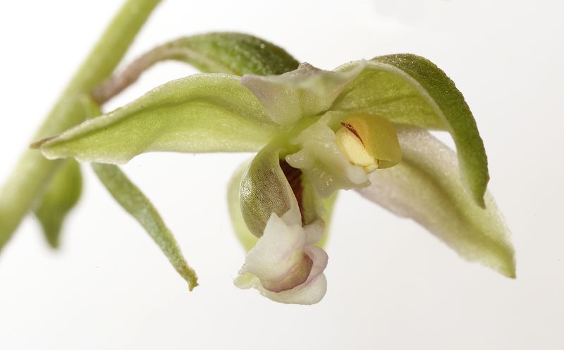 epipactis орхидея Epipactis helleborine фото превью