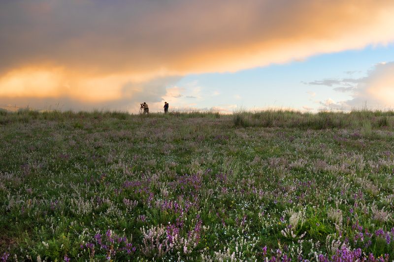 Companion фото превью