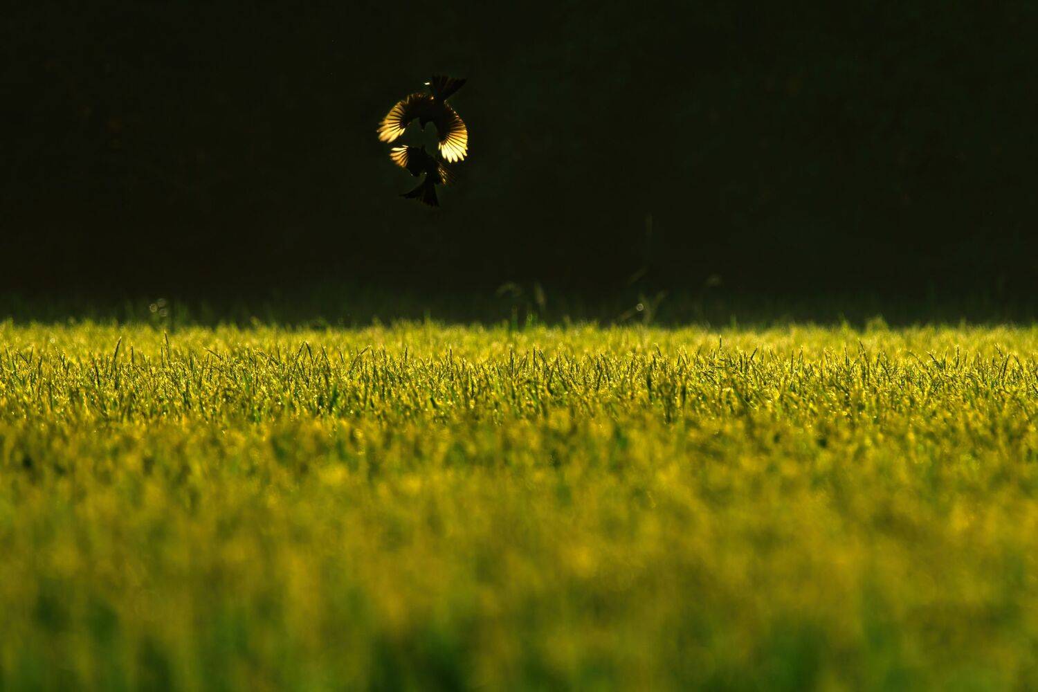 bird,birds,nikon,wild,water,shadows,lake,pond,flowers,swan,colors,nikon,beauty,nature,animals,eyes,egret,songbird,jungle,white,wings,fly, G N RAJA