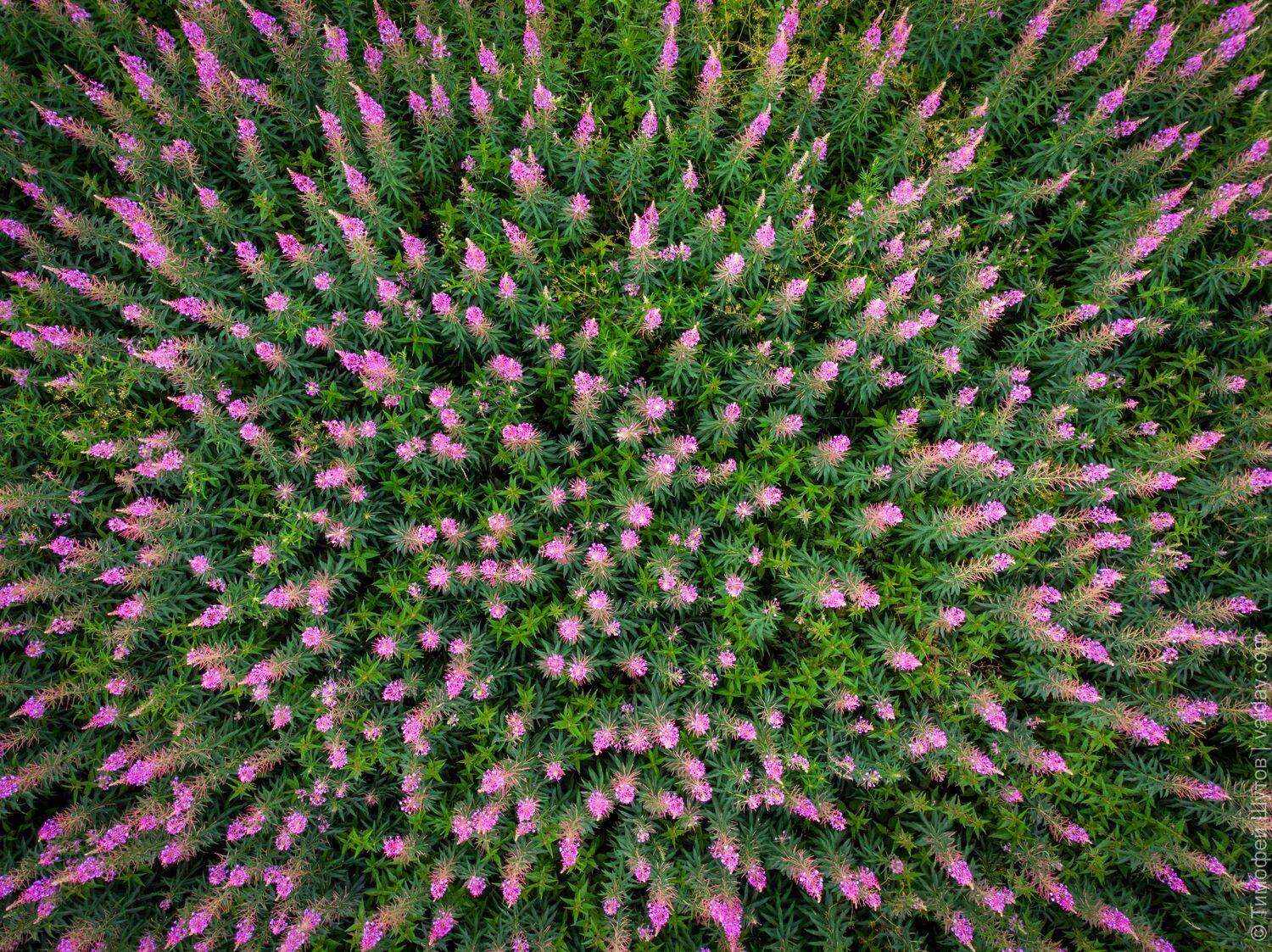 валдай, Тимофей Шутов