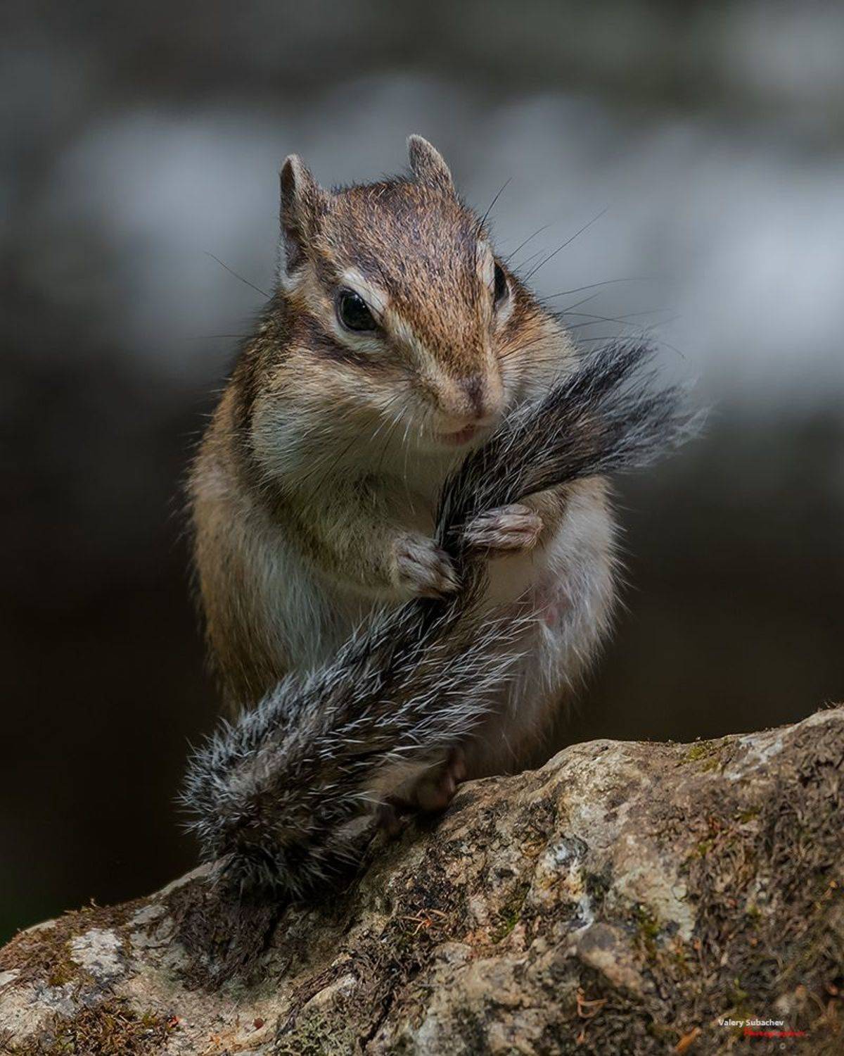 , Валерий Субачев