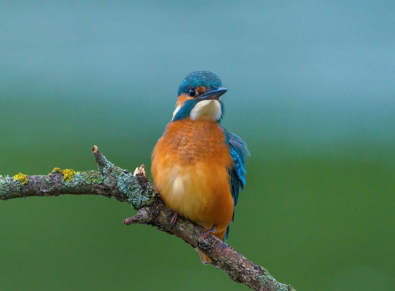 , Игорь Кляхин