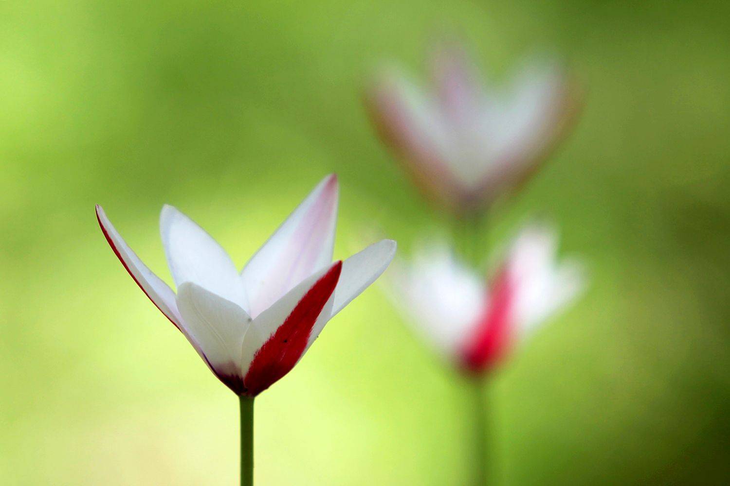 , mehdi karimi souderjani