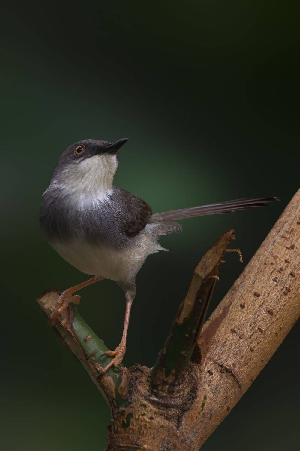 , Sonnadara Kushan Madushanka