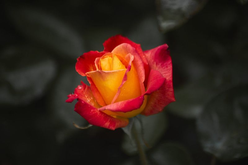 Роза Моника… Мой Сад Москва фото превью