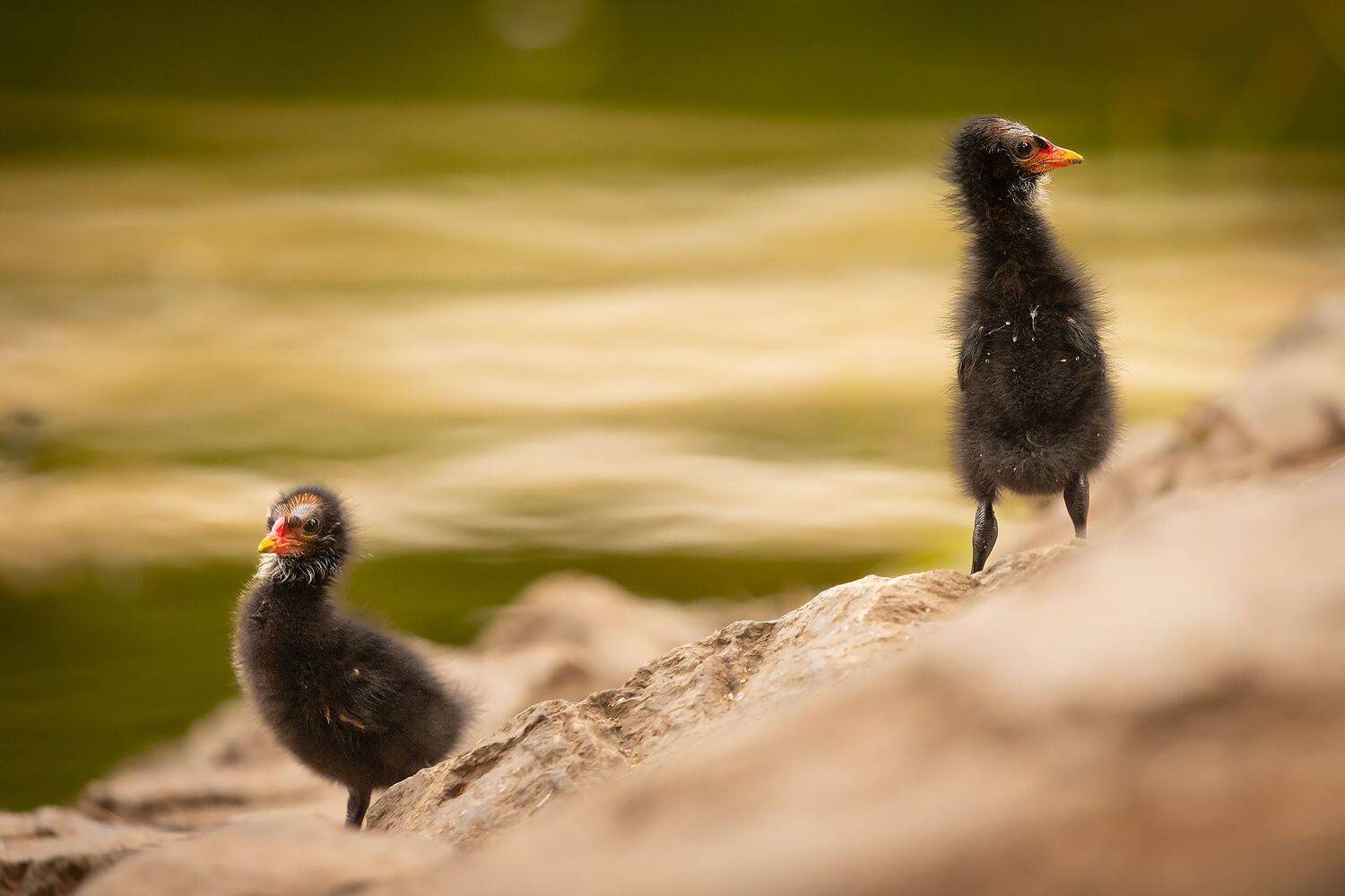 Green-legged. Автор: Robert Adamec , Robert Adamec