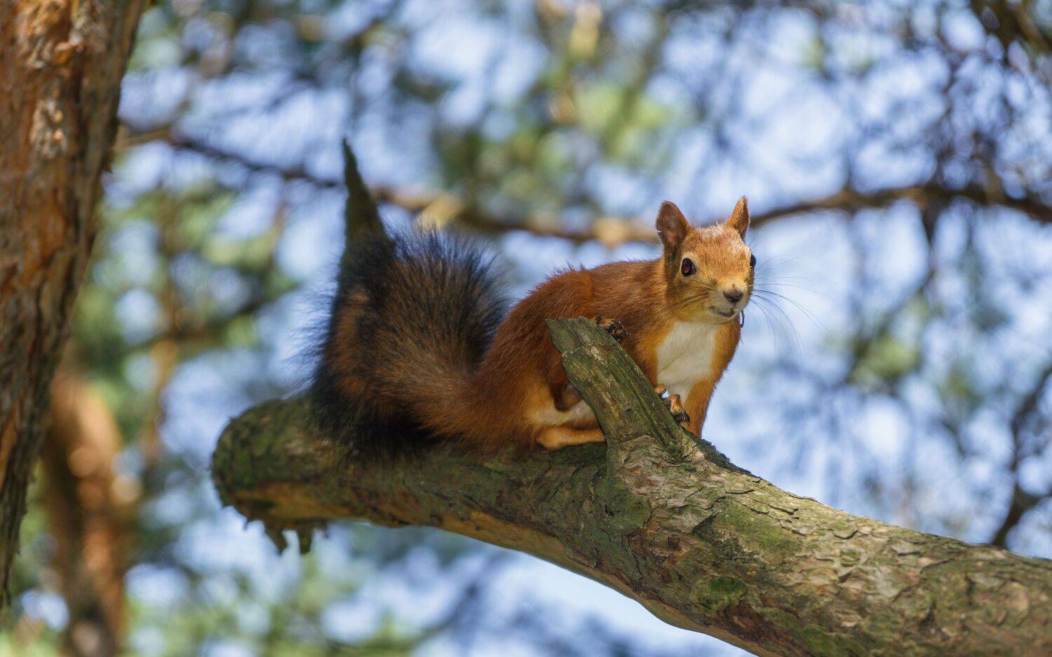 , Юрий Вертиков