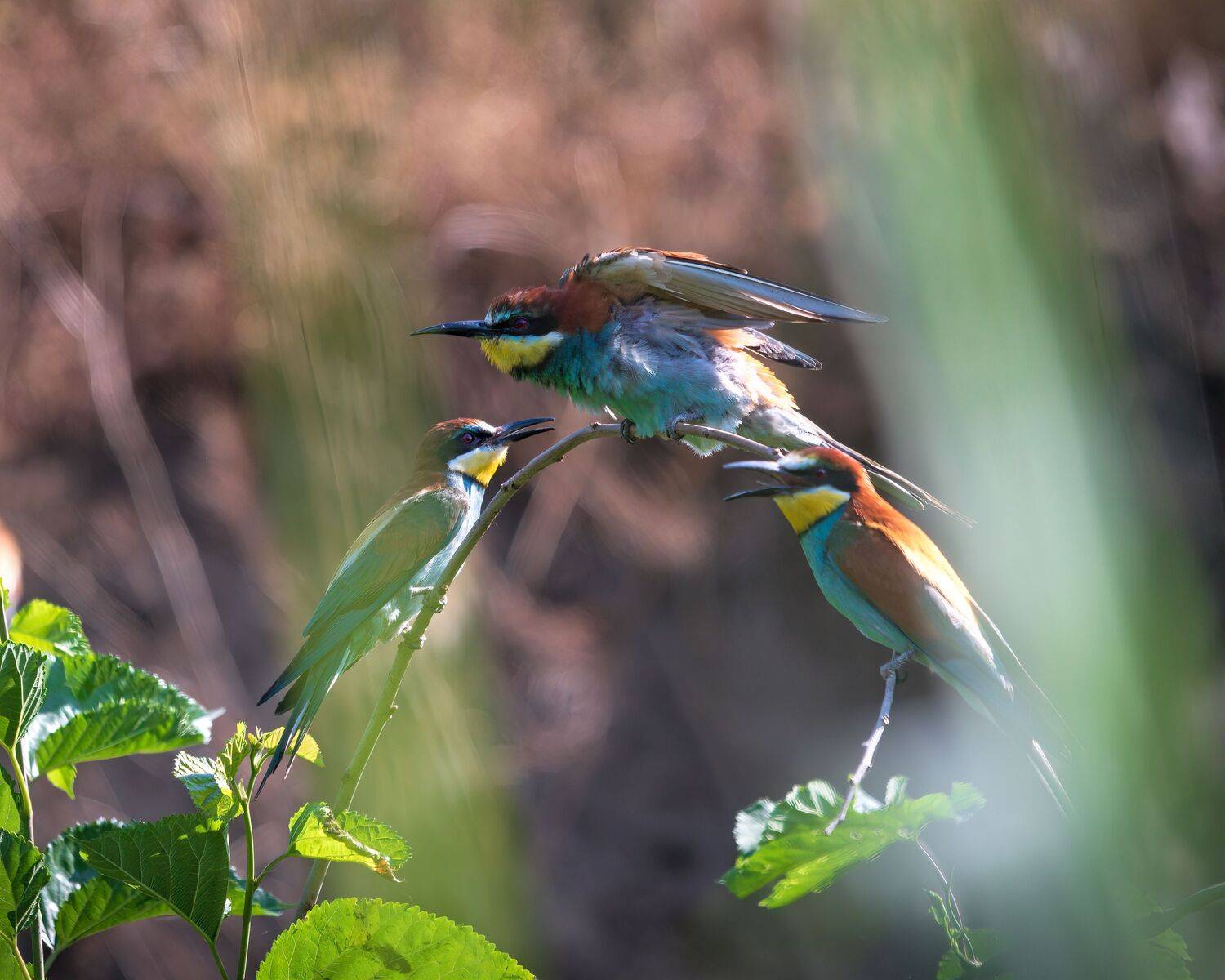щурки золотистые, Алексей Рыльский