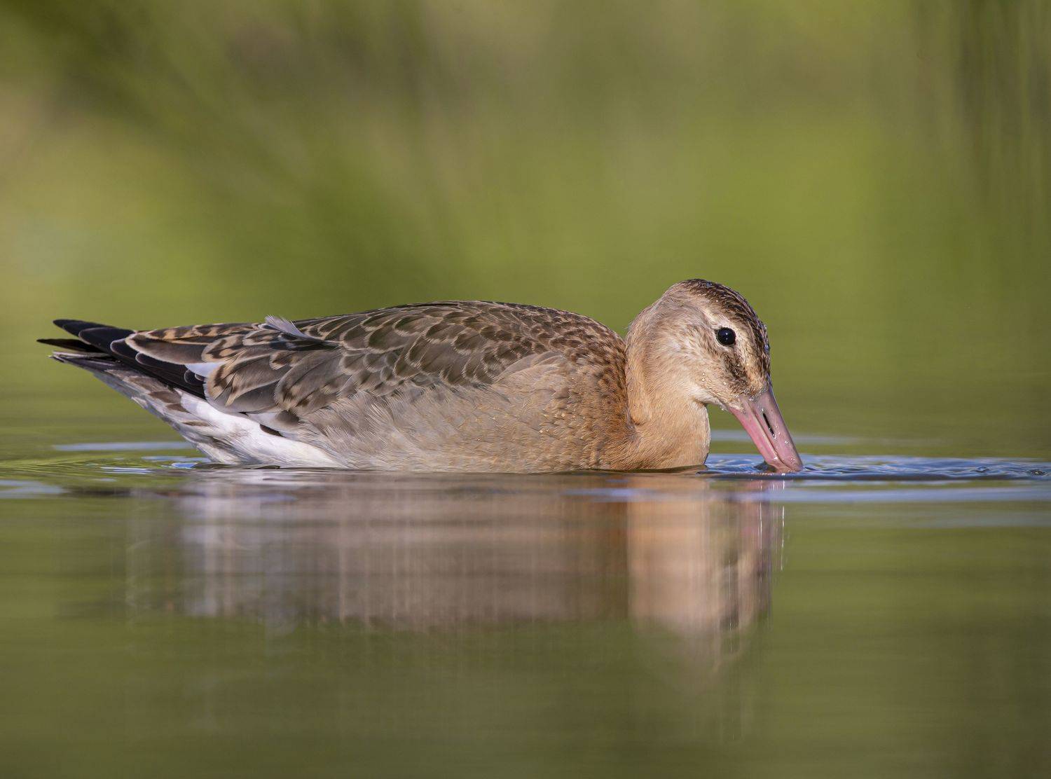 птицы,природа, лето, Андрей Киселёв