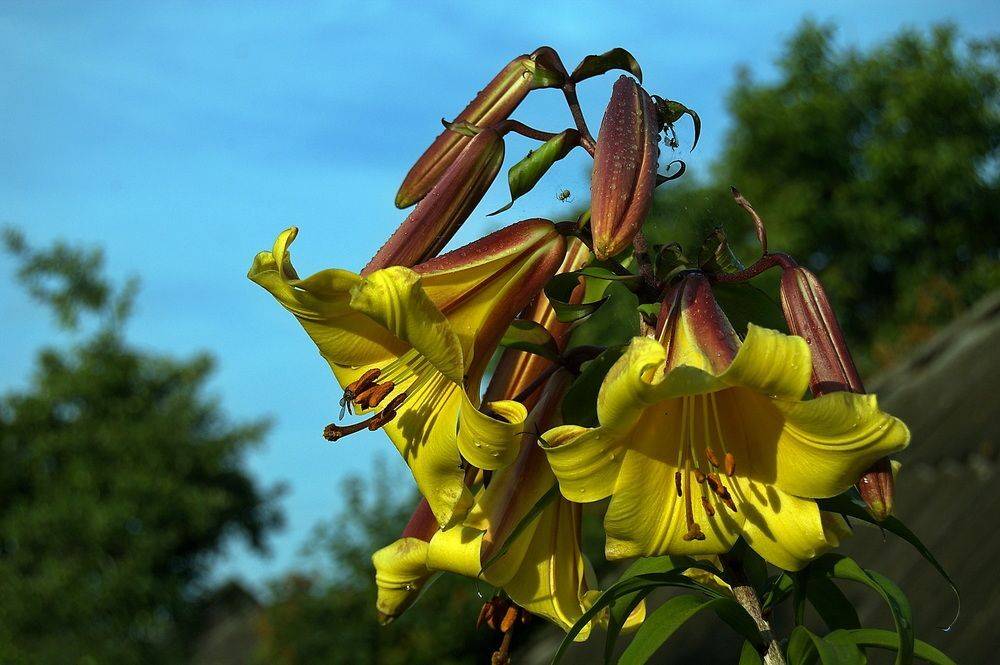 , Николаев Владимир