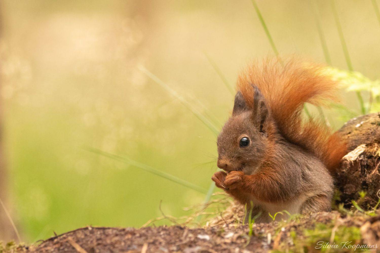 squirrel, animal, wildlife, nature, Silvia Koopmans