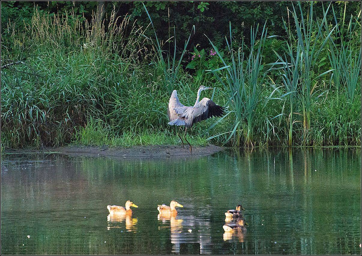 москва, утро, пруд, цапля, утки, АНАТОЛИЙ ДОВЫДЕНКО