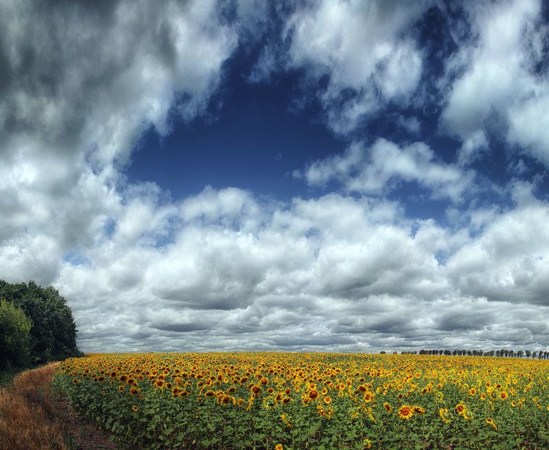 Sunflowers фото превью