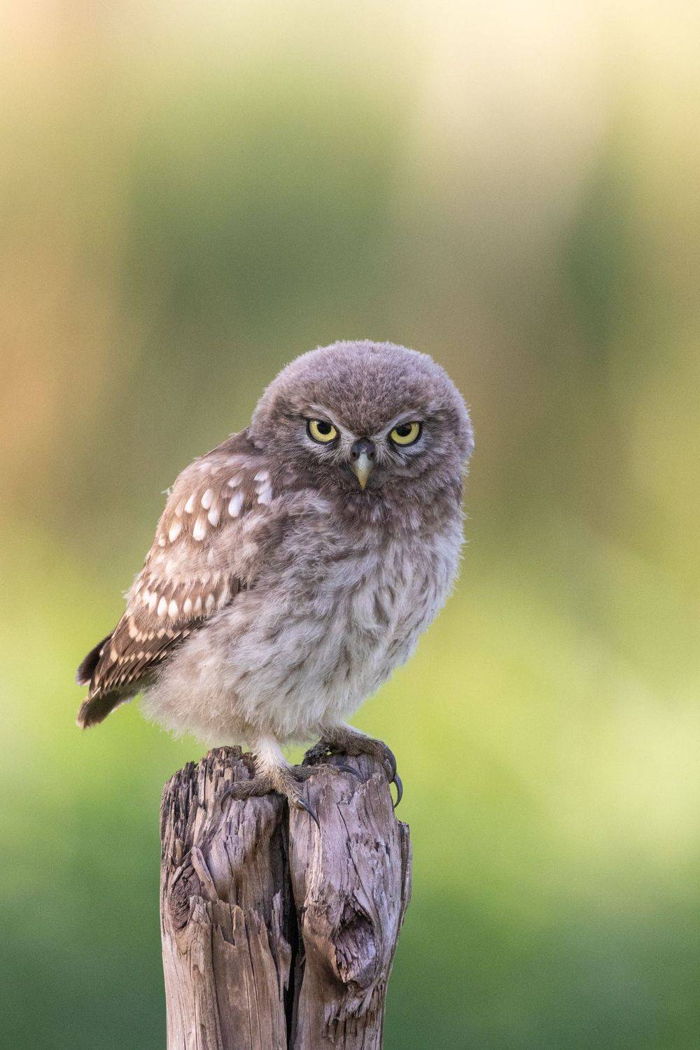 bird, nature, little owl, wildlife, Silvia Koopmans