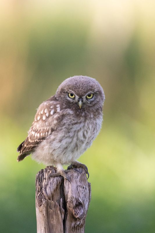 bird, nature, little owl, wildlife Little Owl фото превью