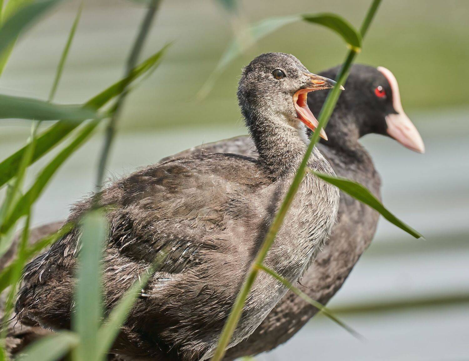 , Константин Дэм