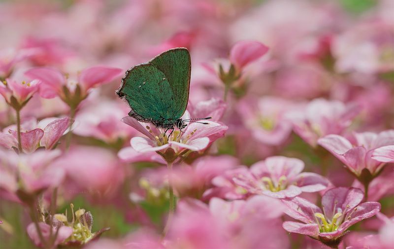 бабочка, голубянка, малинница, голубянка малинная, макро, macro Голубянка малинная фото превью