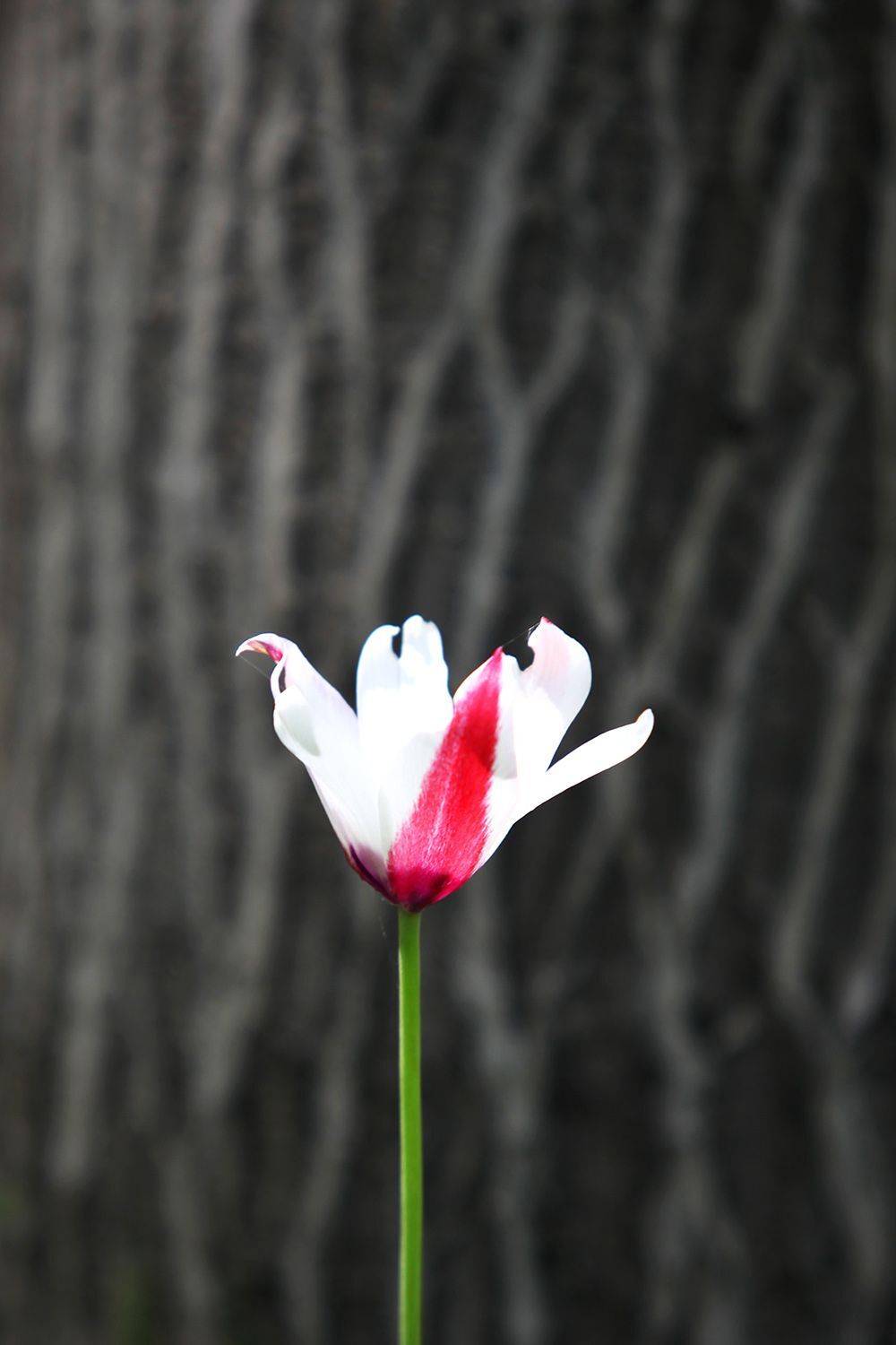 , mehdi karimi souderjani