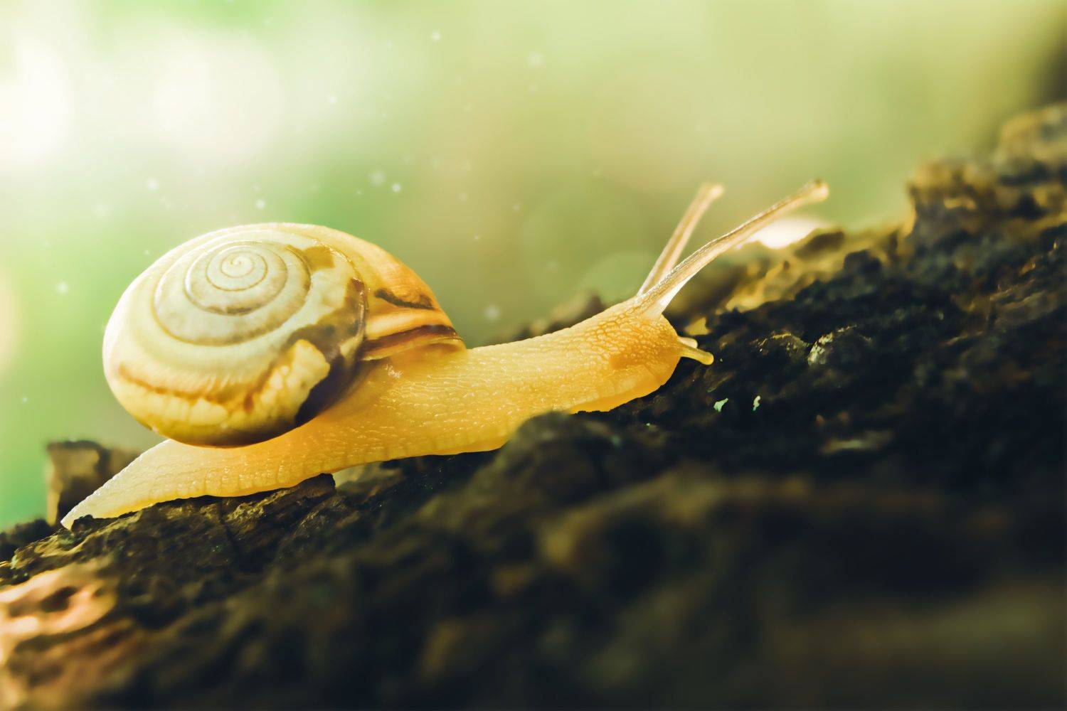 улитка, макро, моллюск, лето, день, природа, YULYA ROMANOVA