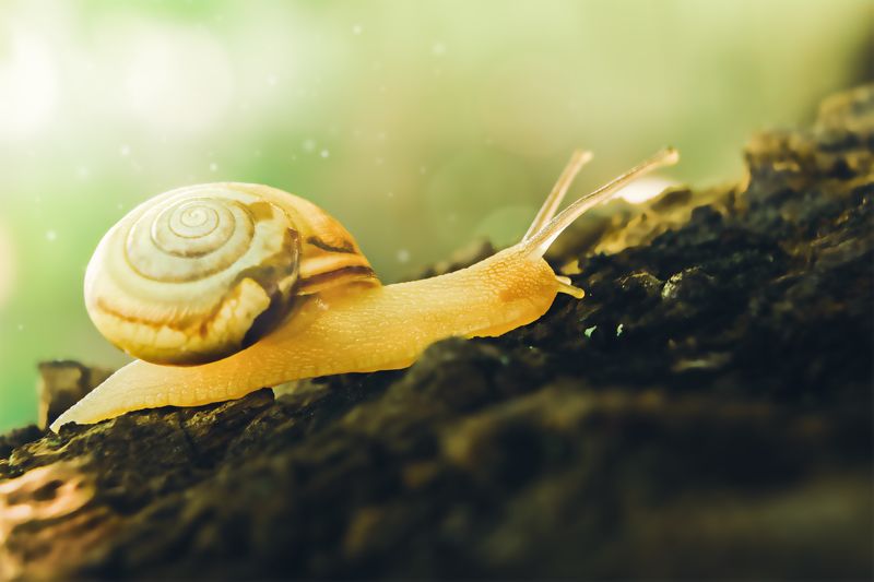улитка, макро, моллюск, лето, день, природа Путь на вершину фото превью