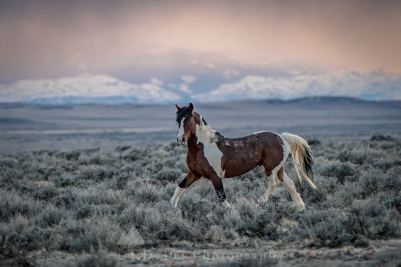 Stallion and The Storm  фото превью