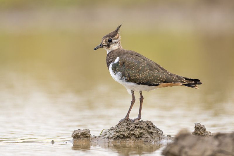 Ķīvīte фото превью