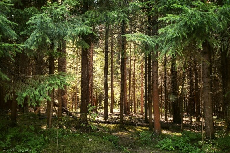 сосновый бор, лес, летний пейзаж, хвойный лес Утро в сосновом бору фото превью