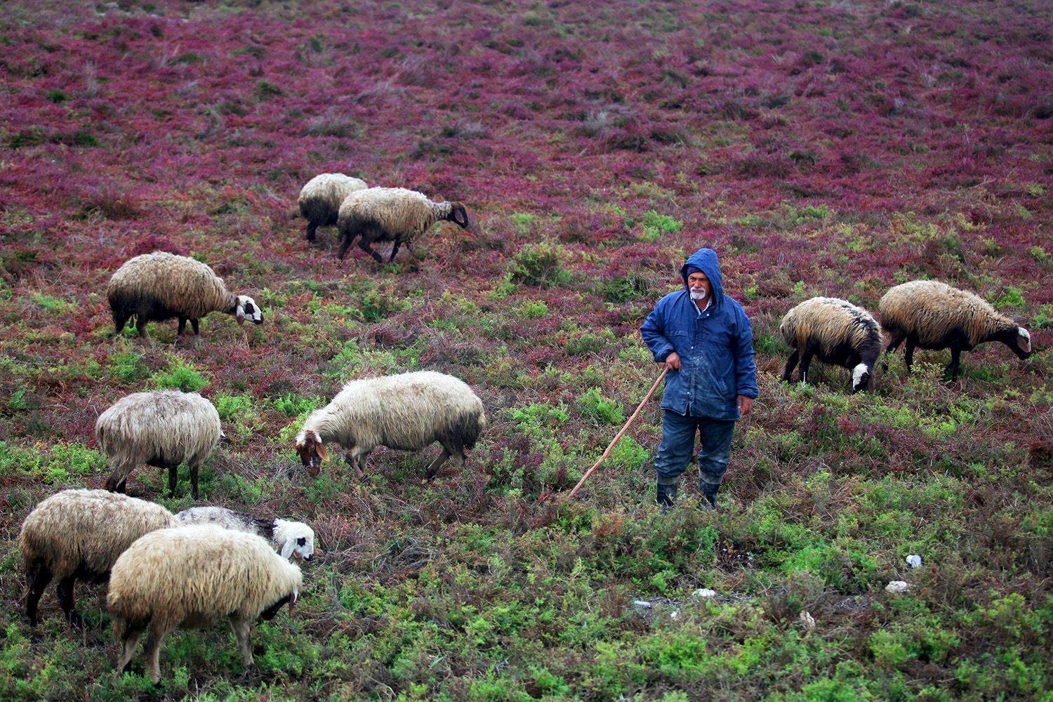, mehdi karimi souderjani