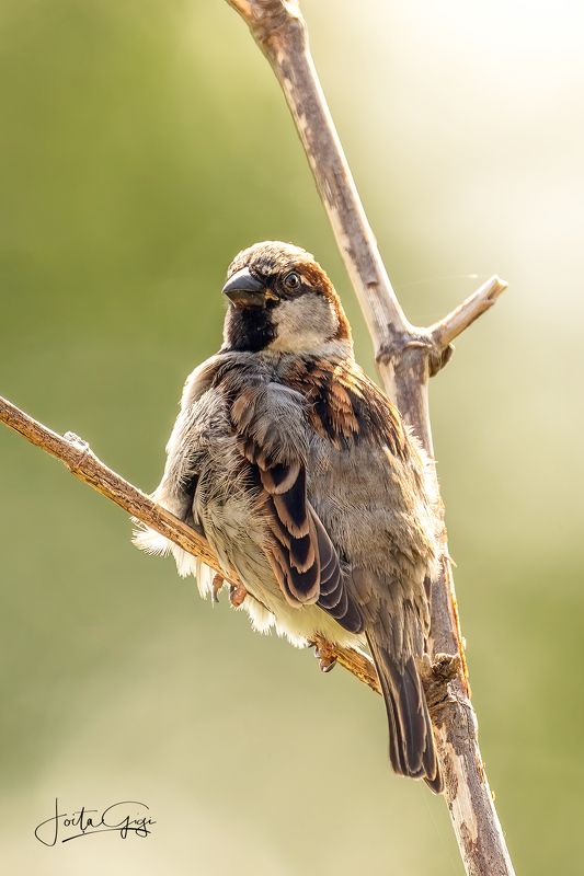 Sparrow фото превью