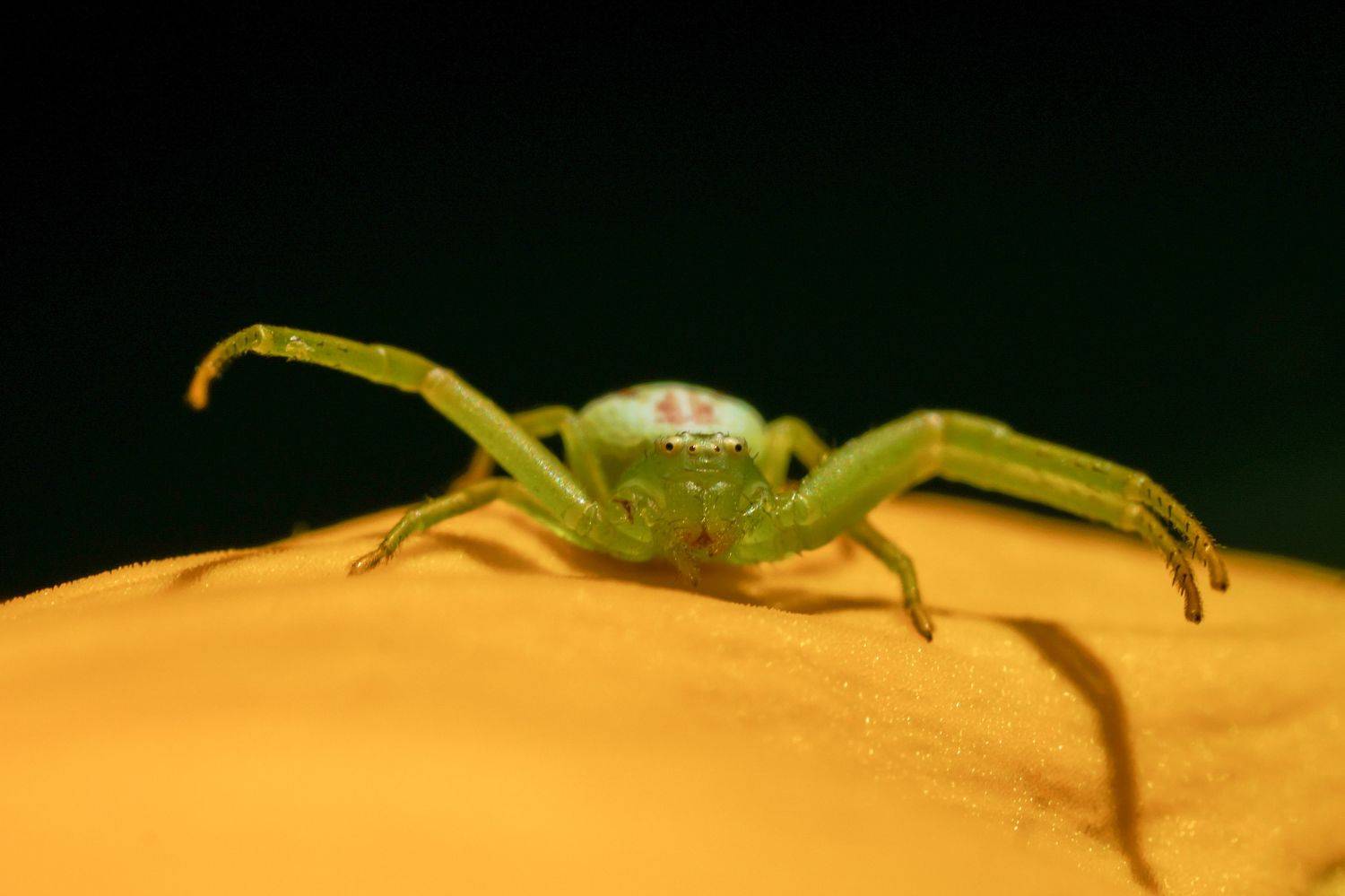 , Семенко Александр