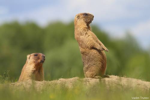Сурки-байбаки