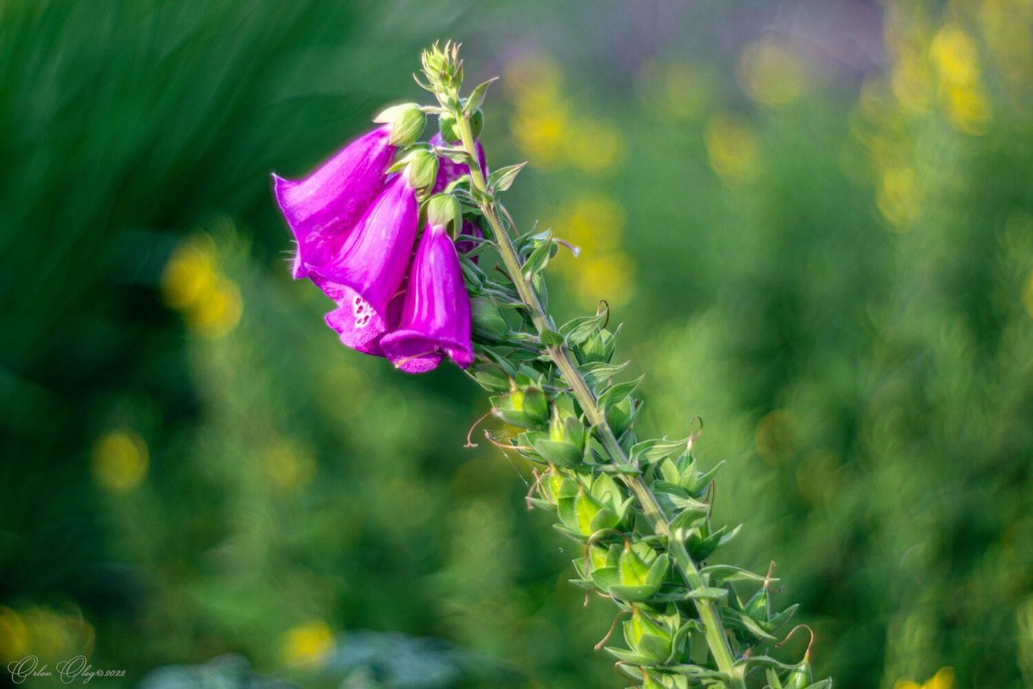 , Орлов Олег