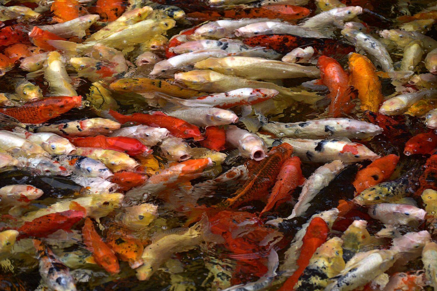 , Корнейчук Игорь