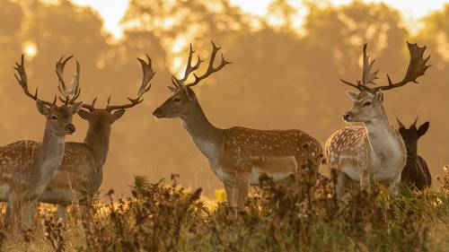 Golden Hour