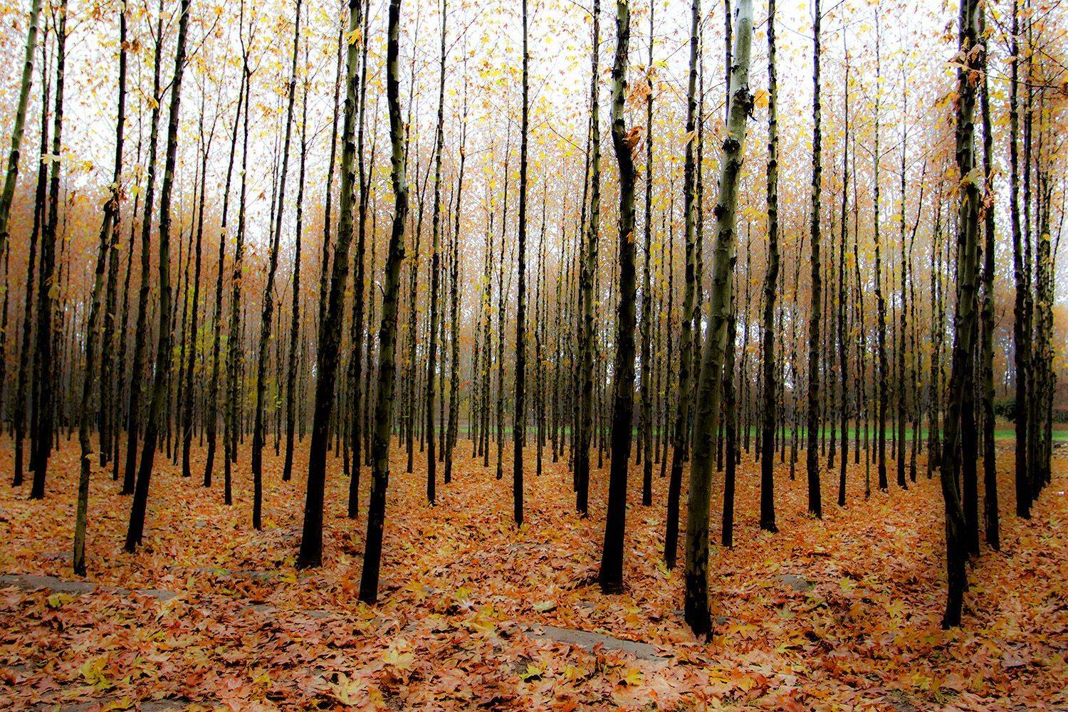 , mehdi karimi souderjani