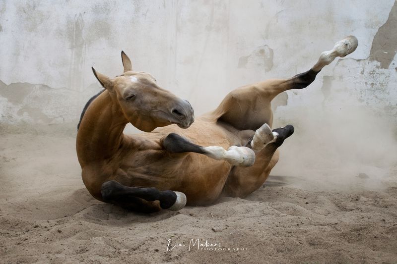 Лошадь, лошади Саммит  фото превью