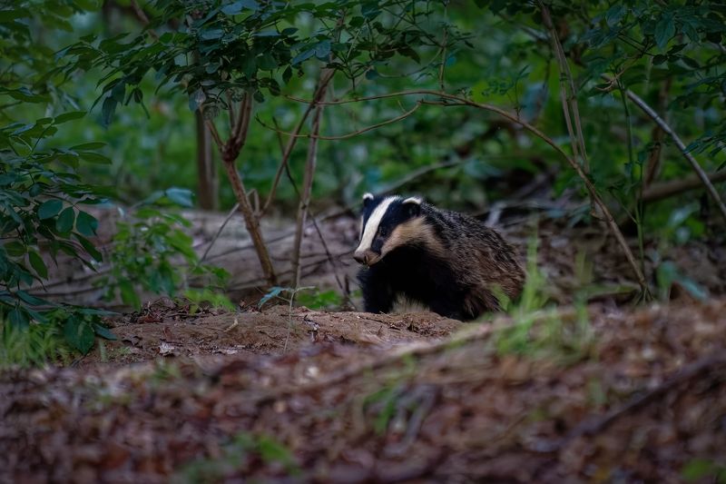 badger; animal; mammal; wildlife Badger фото превью