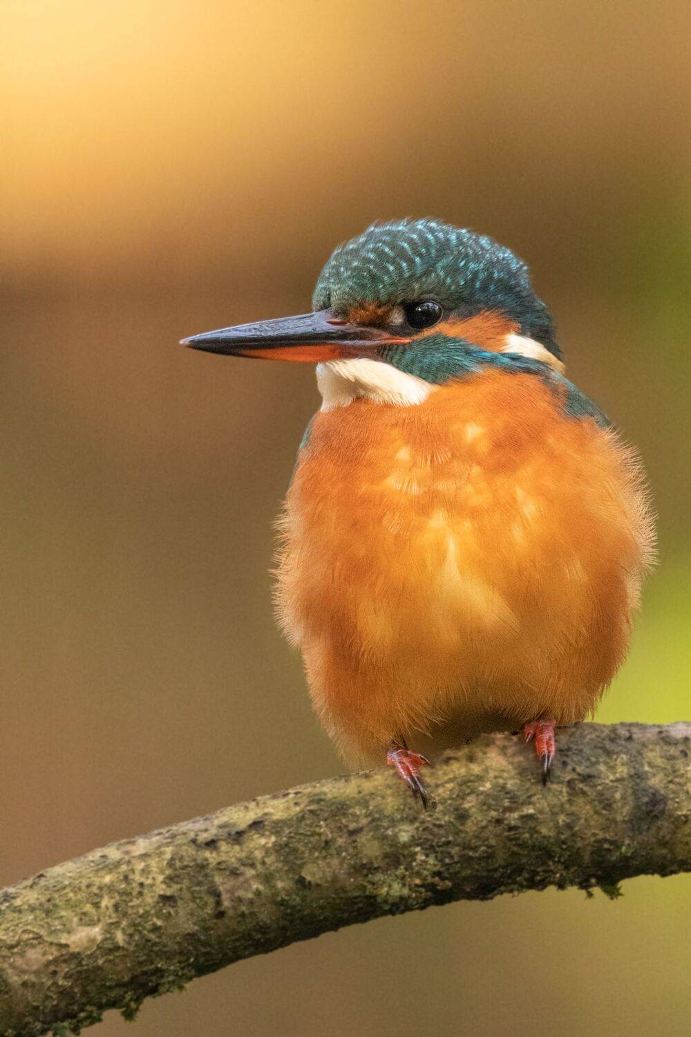 kingfisher, bird, nature, wildlife,, Silvia Koopmans