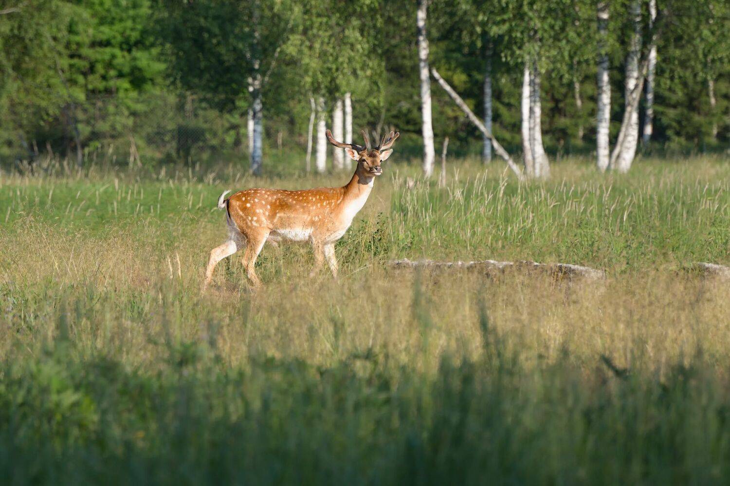 лес,животные,олень, Виталий Полуэктов