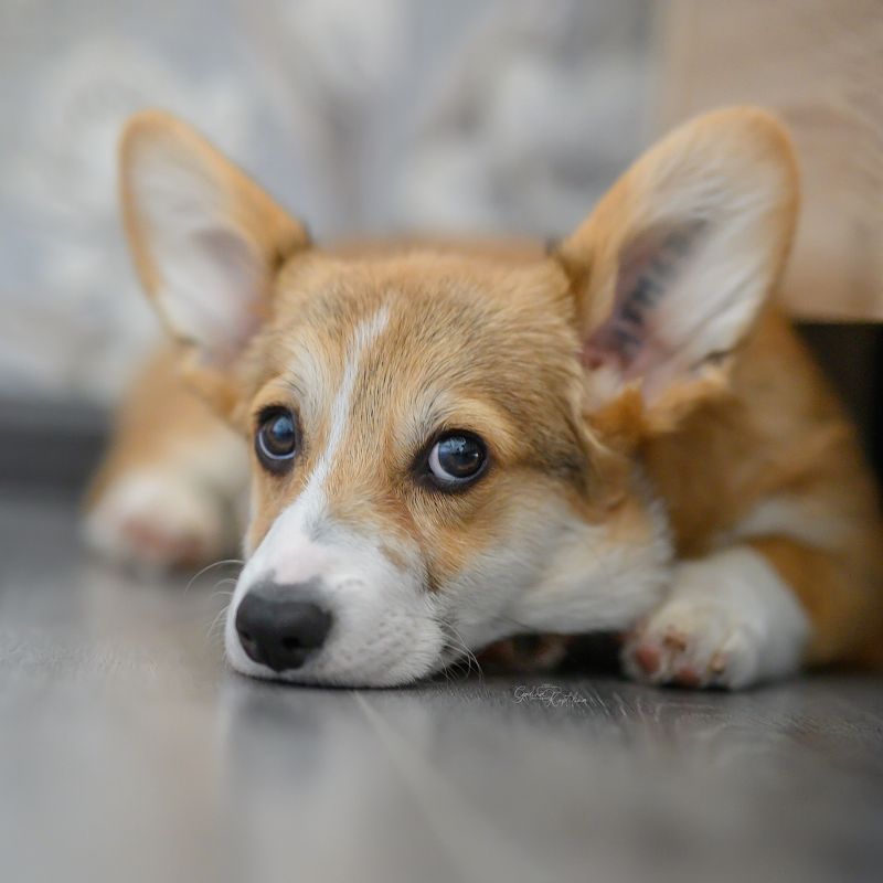 фото превью