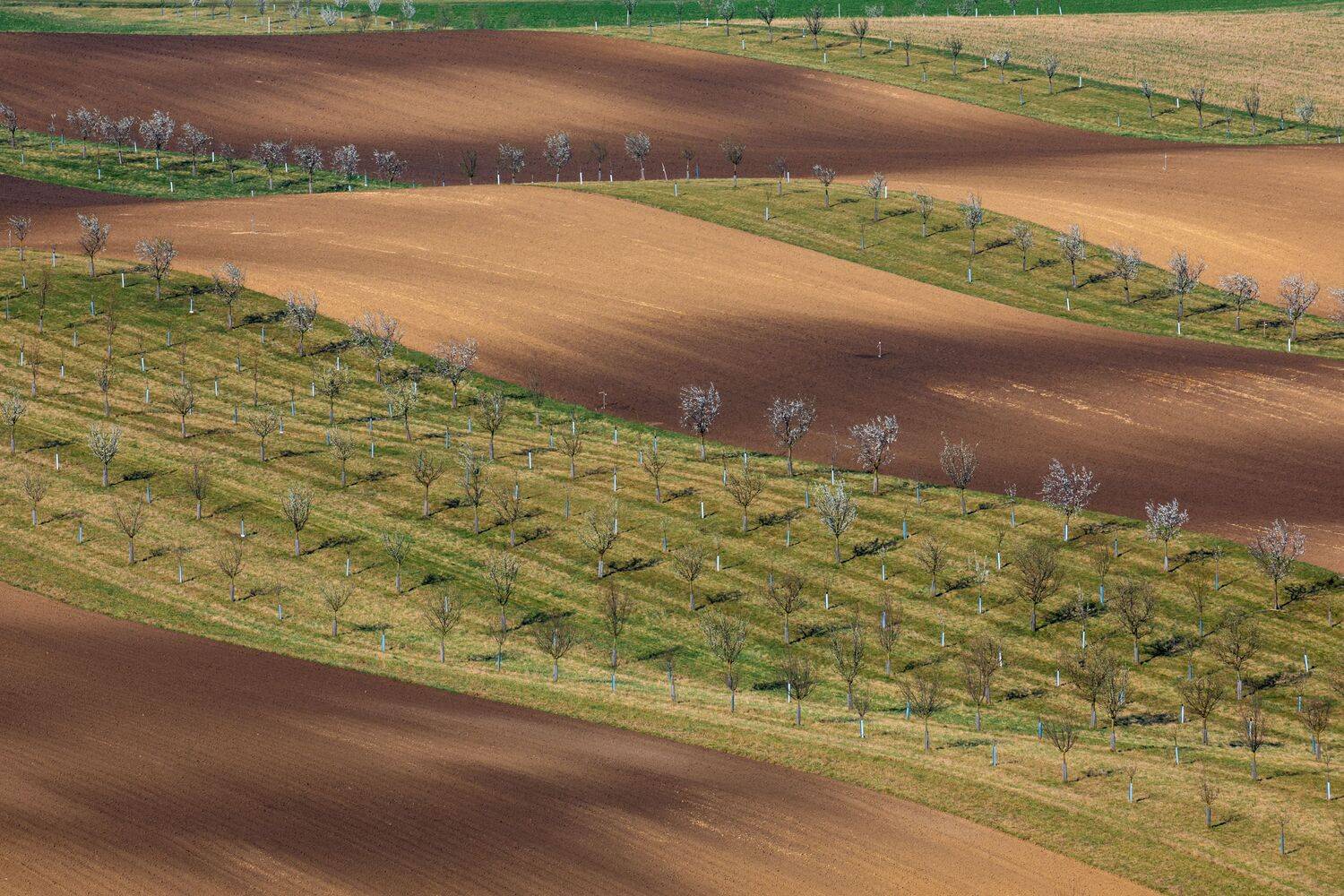 , Евгения Чех