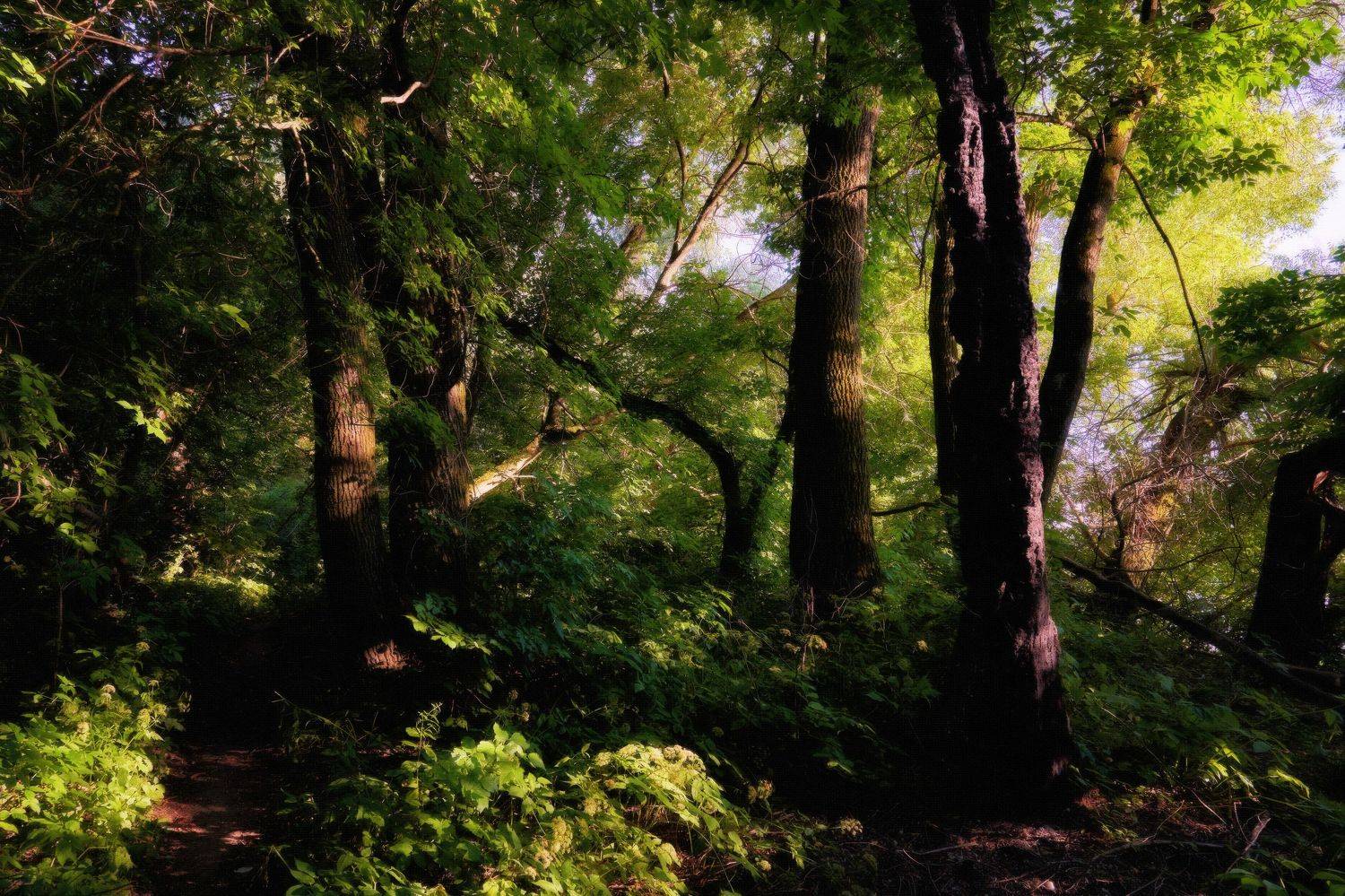 лес,вечер,зелень,природа,роща,блики, Михаил Кудрявцев