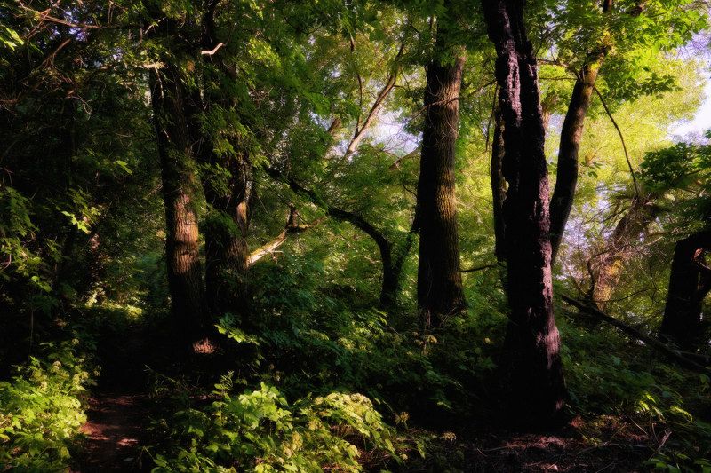 лес,вечер,зелень,природа,роща,блики В чаще леса фото превью