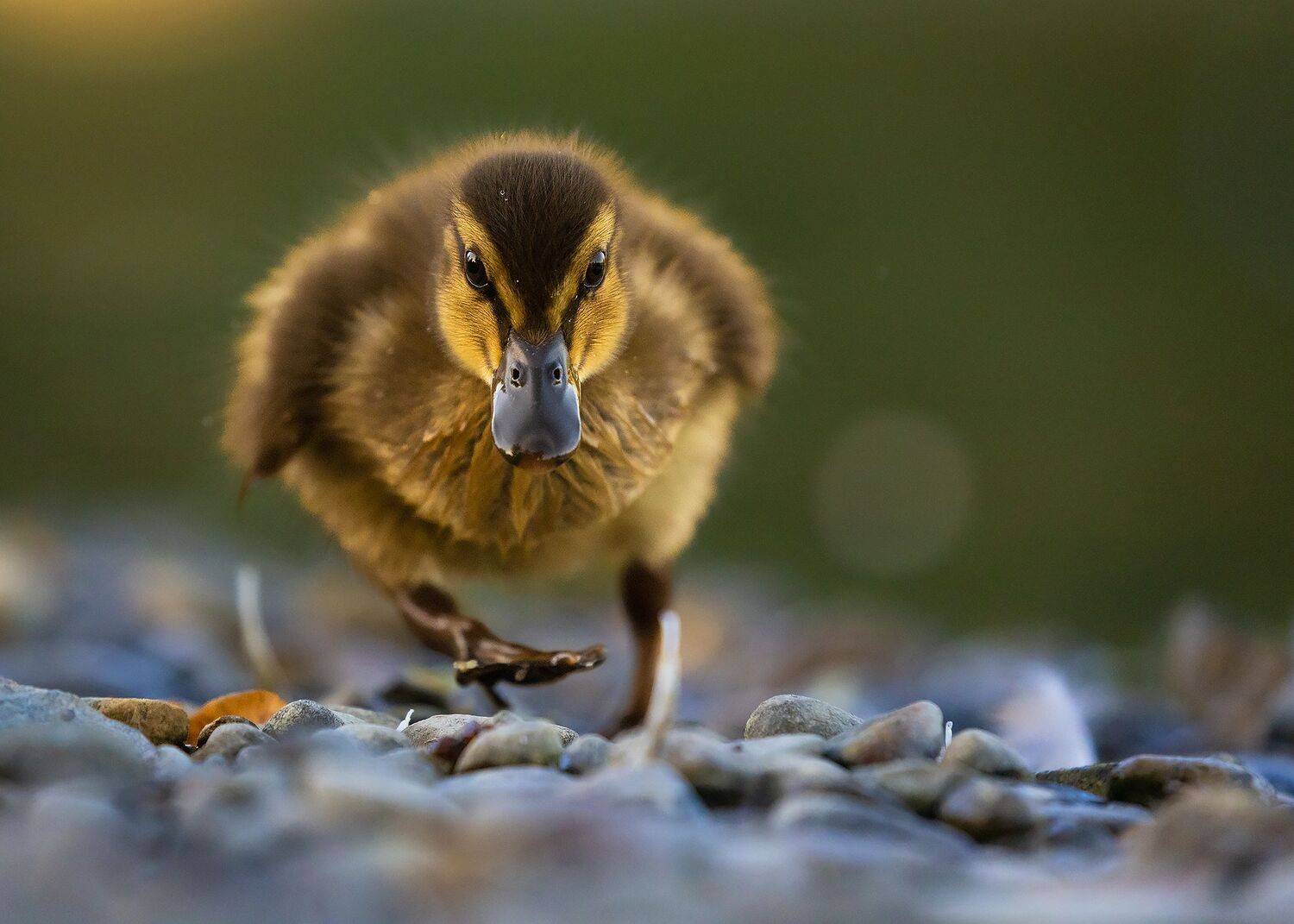 , Robert Adamec
