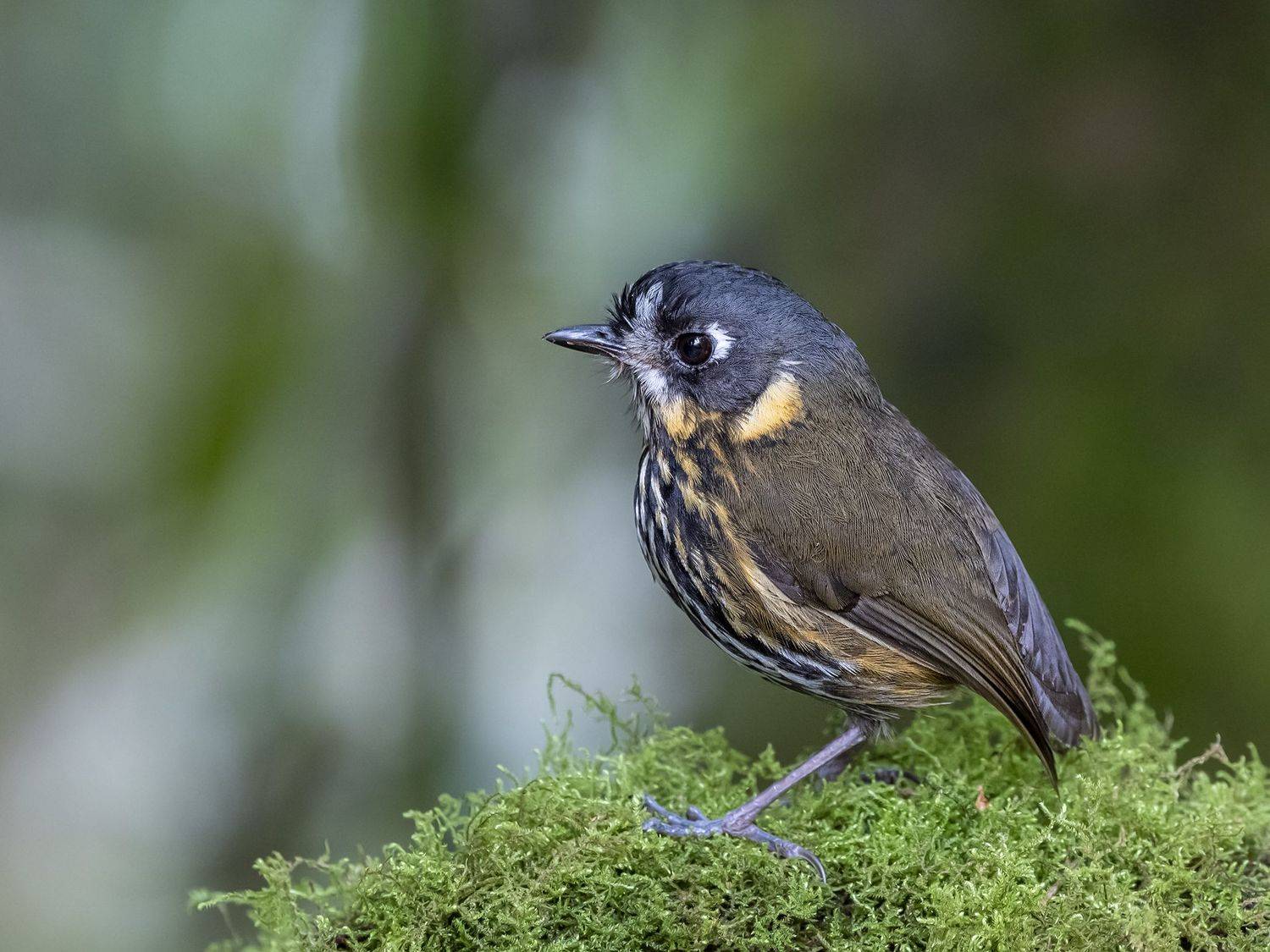 , Fernando Burgalin Sequeira