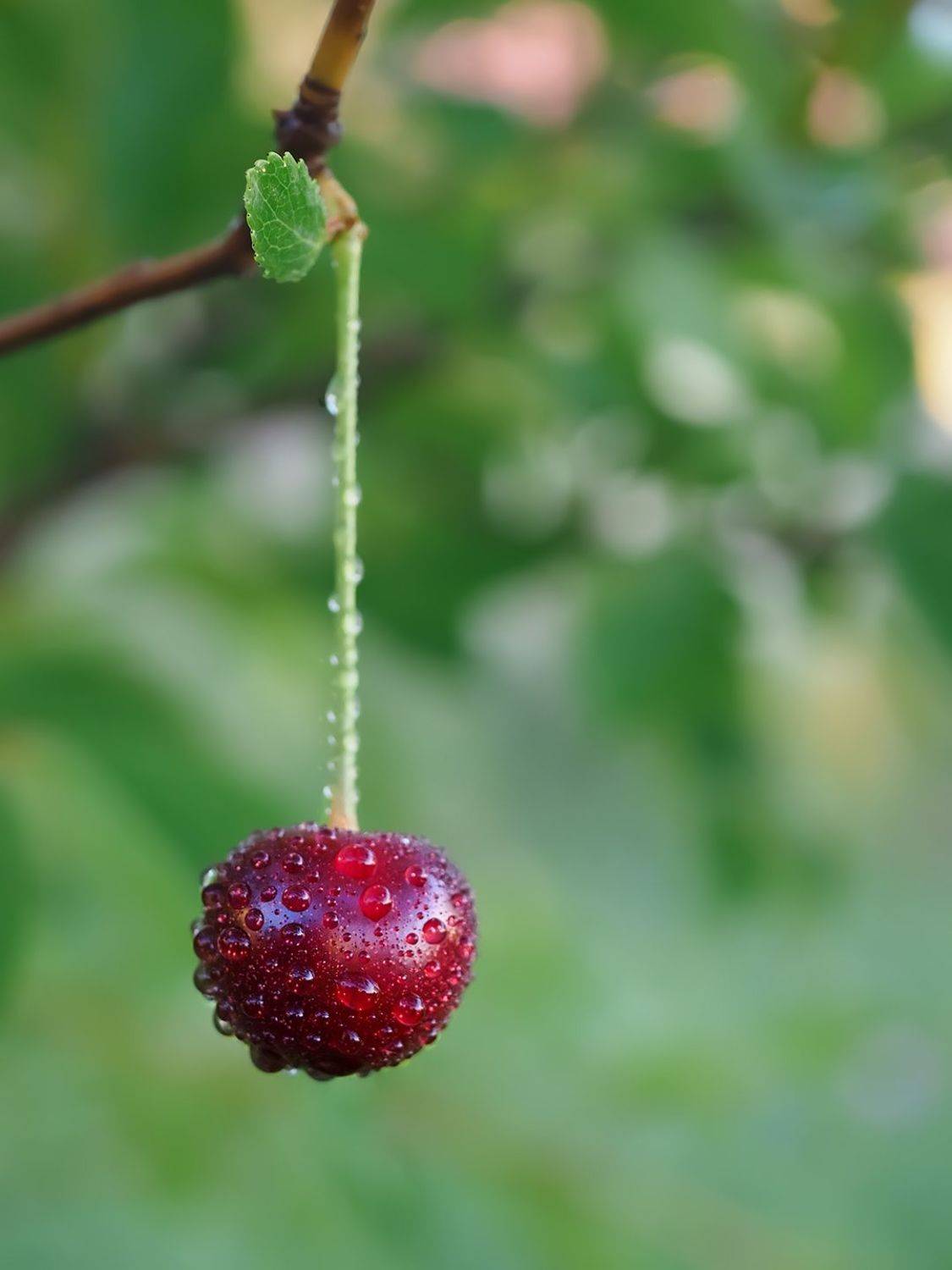 , Калёв Сергей