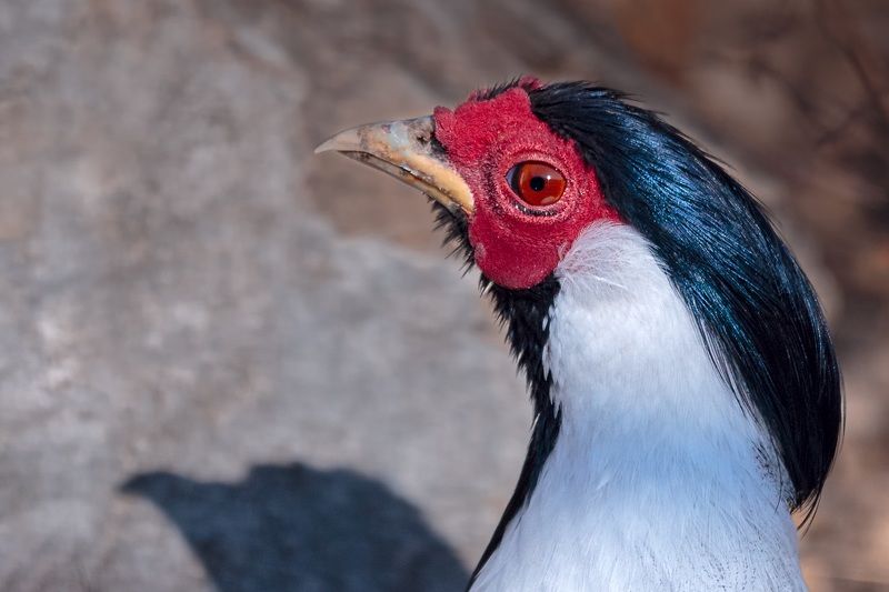 lophura nycthemera Lophura nycthemera фото превью